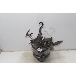 TRADESCANTIA PALLIDA C21