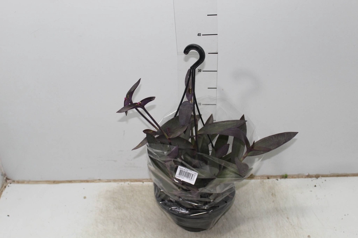 TRADESCANTIA PALLIDA C21
