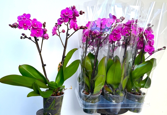 <h4>PHAL OV PAARS</h4>