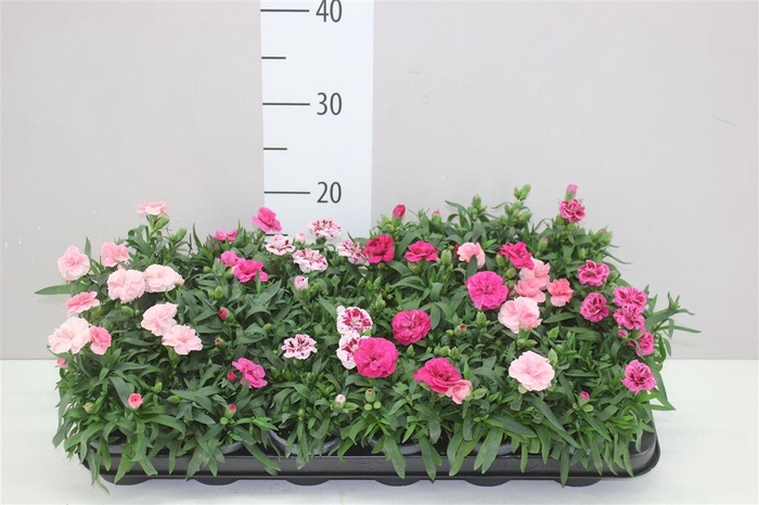 <h4>Dianthus Gemengd</h4>