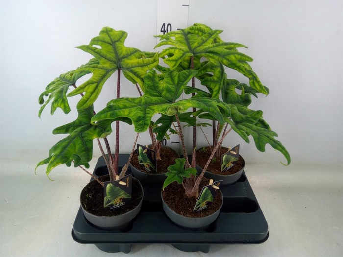 <h4>Alocasia   ...</h4>