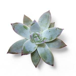 Echeveria Colorata Ice Cutflower Wincx-10cm