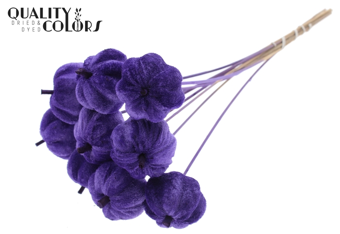 Velvet Pumpkin Ø6cm on stem Purple
