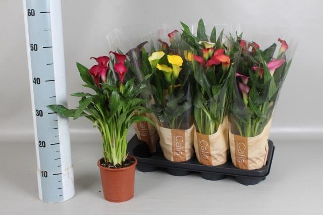 <h4>ZANT GEM 6 KL</h4>