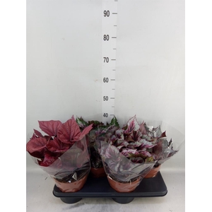 Begonia BD 'Beleaf'   ...mix