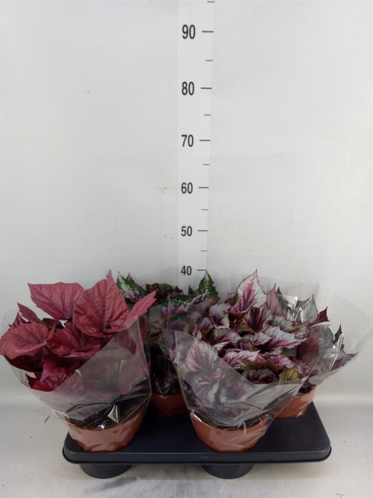 <h4>Begonia BD 'Beleaf'   ...mix</h4>
