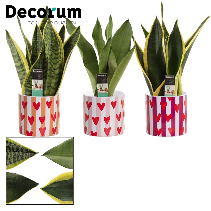 <h4>Sansevieria Super mix 12 cm in Noura (Bubblicious-collection)</h4>