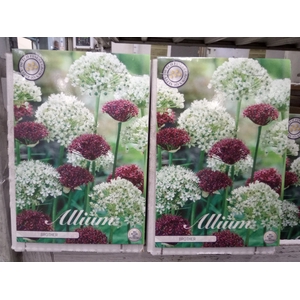 Allium   ...flowerbulbs