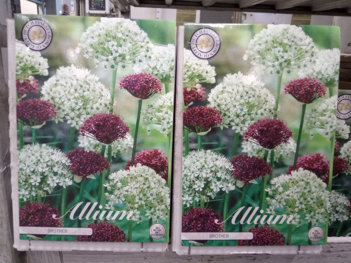 <h4>Allium   ...flowerbulbs</h4>