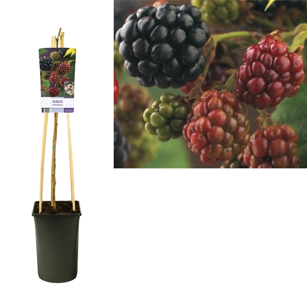 <h4>Rubus 'Himalaya' +light label</h4>