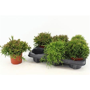 Rhipsalis Gem