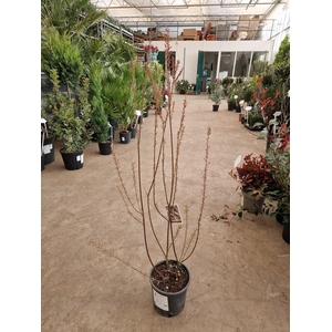 TAMARIX TETRANDRA