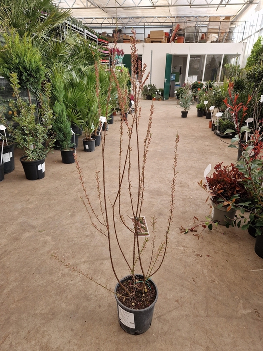 <h4>TAMARIX TETRANDRA</h4>