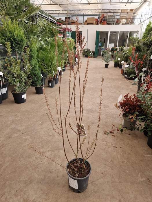 <h4>TAMARIX TETRANDRA</h4>