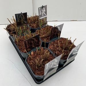 Panicum mix in tray