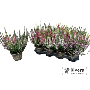 Calluna  Garden Girls gemengd 10