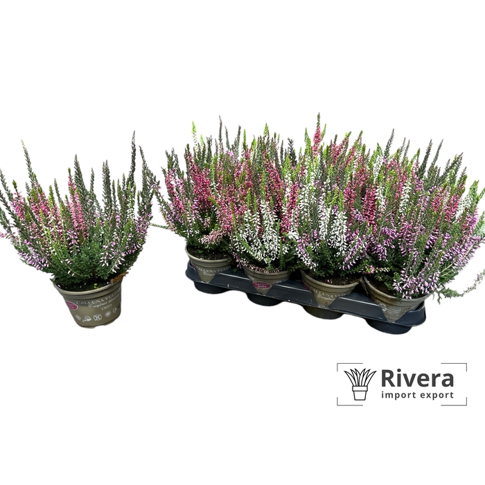<h4>Calluna  Garden Girls gemengd 10</h4>