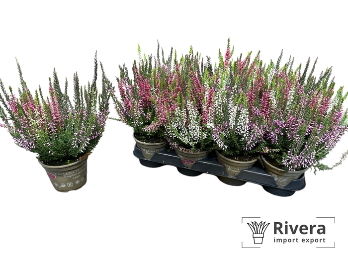 Calluna  Garden Girls gemengd 10