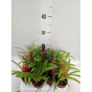 Bromelia   ...mix