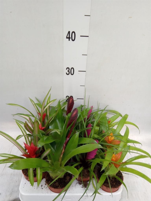 <h4>Bromelia   ...mix</h4>