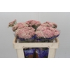 Ozothamnus Cooks Pink