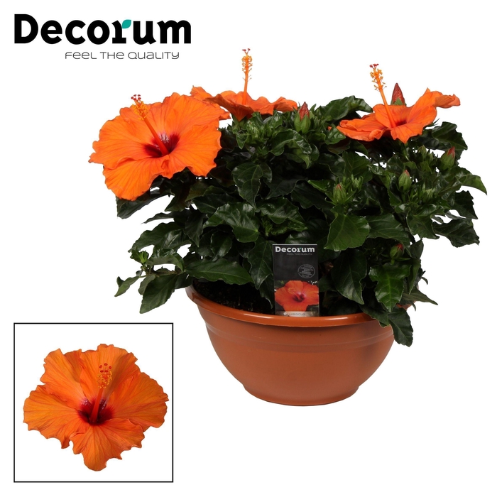 <h4>Decorum Hibiscus Lucca oranje SCHAAL</h4>