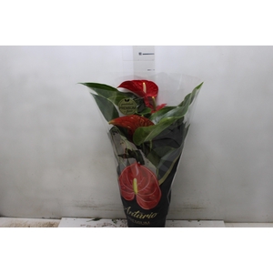 ANTHURIUM MICHIGAN P17 PREMIUM