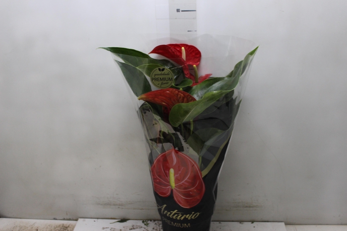 <h4>ANTHURIUM MICHIGAN P17 PREMIUM</h4>