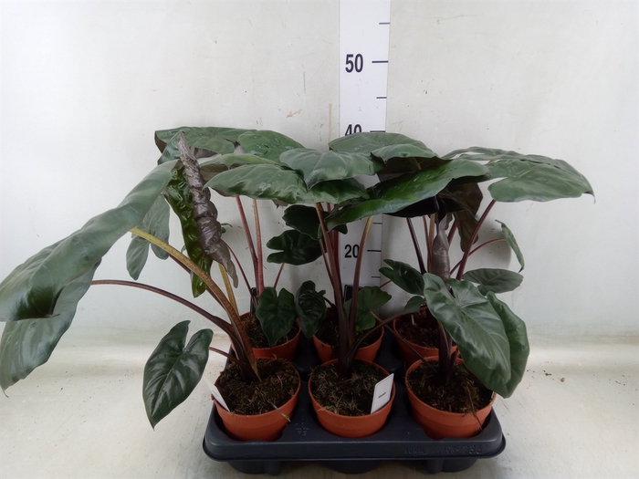 <h4>Alocasia saraw. 'Yucatan Princess'</h4>
