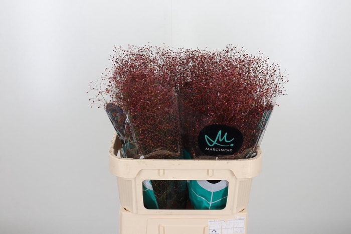 <h4>Talin Pan Long John</h4>