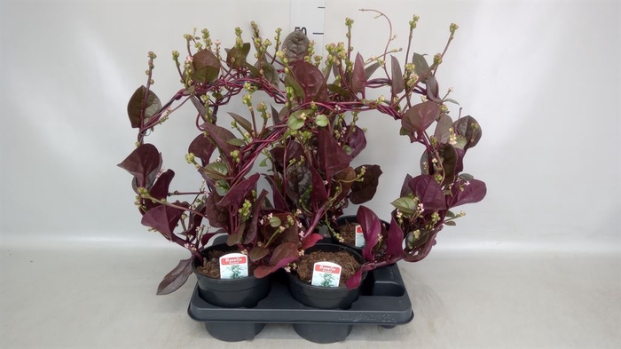 <h4>Basella alba 'Rosebud'</h4>
