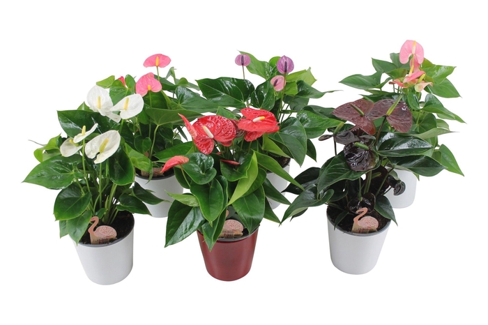 <h4>Anthurium Flamingo Mix 14cm in keramiek</h4>