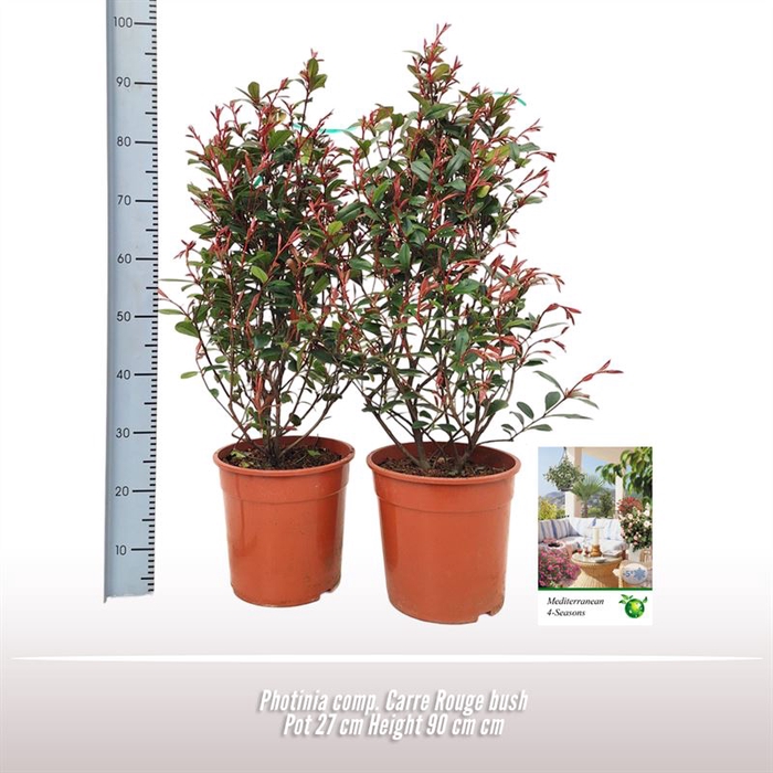 <h4>Photinia Comp. Carre Rouge struik</h4>