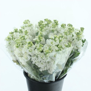 Matth Incana Iron White Super
