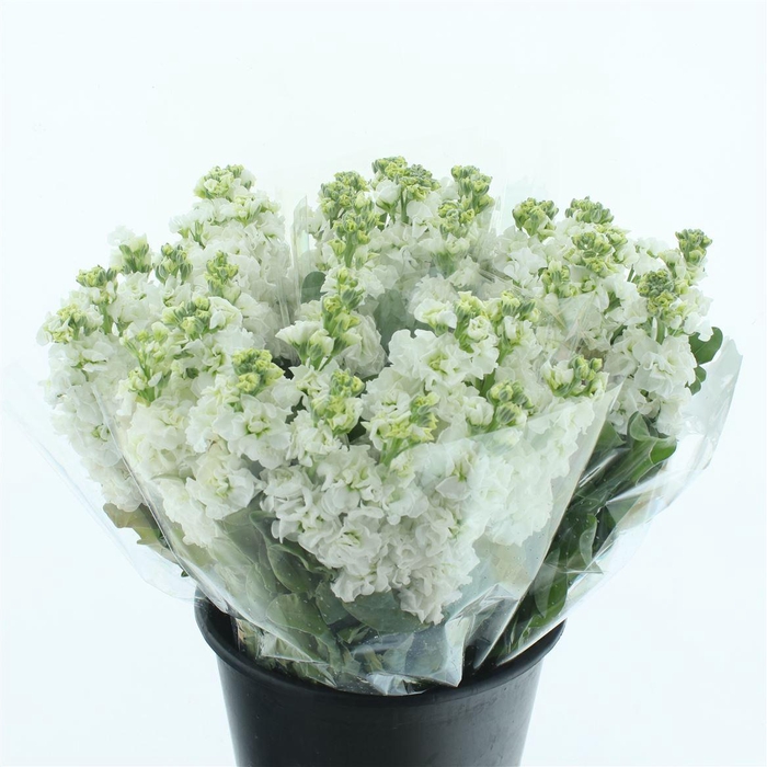 <h4>Matth Incana Iron White Extra</h4>