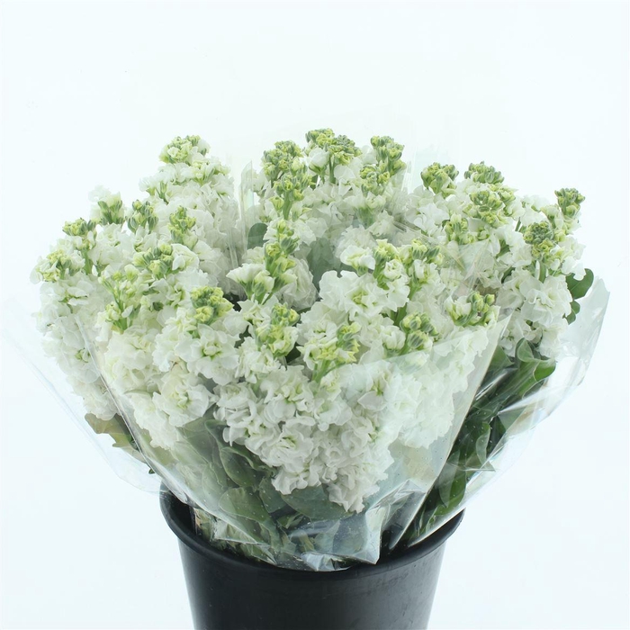 <h4>Matth Incana Iron White Super</h4>