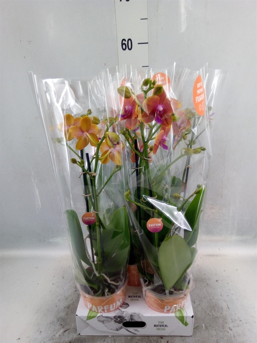 <h4>Phalaenopsis multi. 'Ant Bolgheri'</h4>