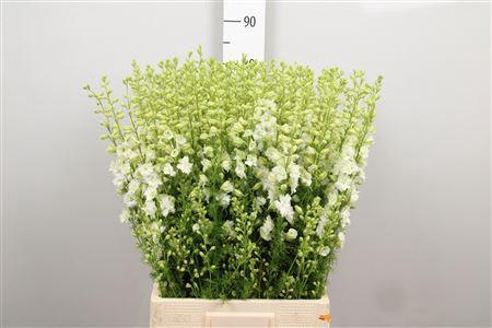 <h4>Cons R Q White</h4>