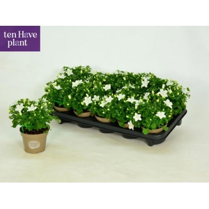 CAMP IS ATLANT WHITE