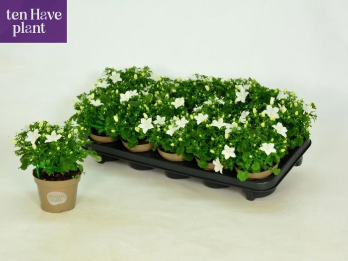 <h4>CAMP IS ATLANT WHITE</h4>