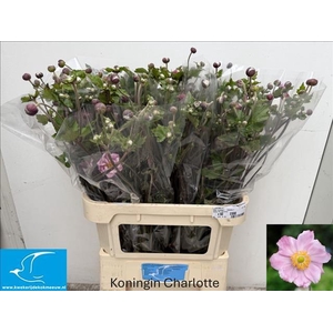 Anemone Light Pink