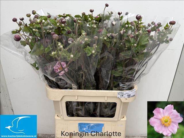 <h4>Anemone Light Pink</h4>