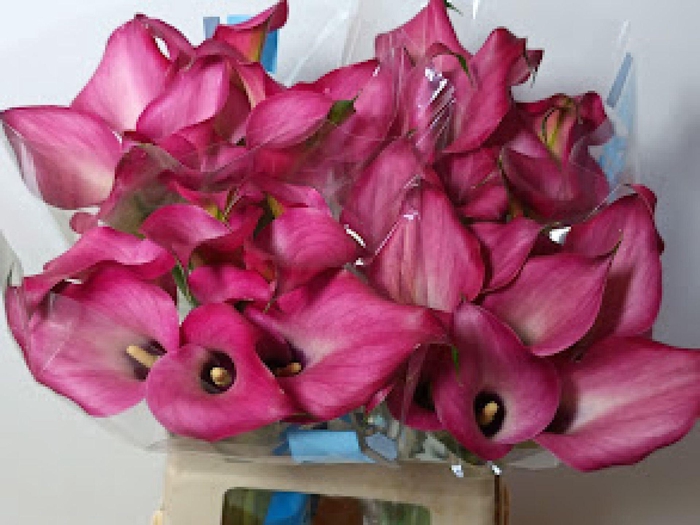 Calla Zazu
