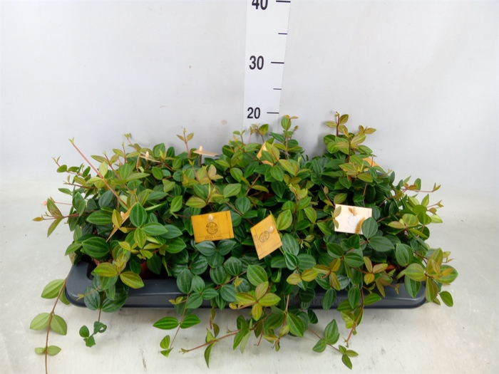 <h4>Peperomia  'Rocca Scuro'</h4>