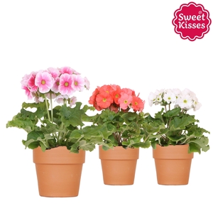 Primula Obconica Sweet Kisses mix in Terracotta pot