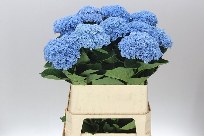 <h4>Hyd Revolution Blue</h4>