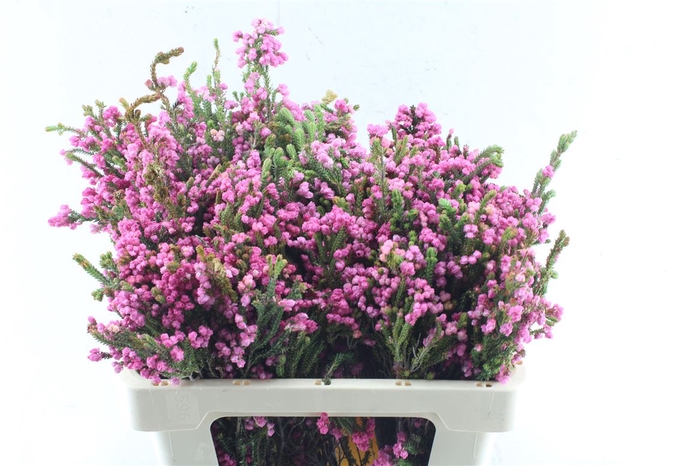 <h4>Kaaps Erica Bella</h4>