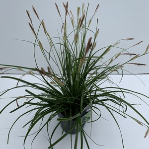 Carex 'Everlime' P17 (2ltr)
