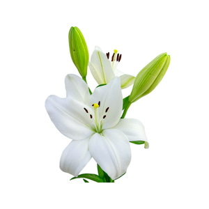 LIRIO RODENGO 070 CM HT 2/3 FLS BRANCO