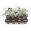 ALOCASIA POLLY P12